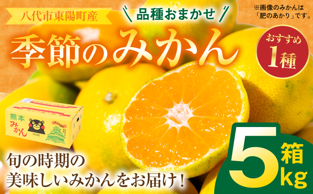 【先行予約】 数量限定 八代市東陽町産の季節のみかん5kg みかん 柑橘 フルーツ 果物 果実 ミカン 蜜柑 熊本県 八代市 【2026年9月下旬より順次発送】