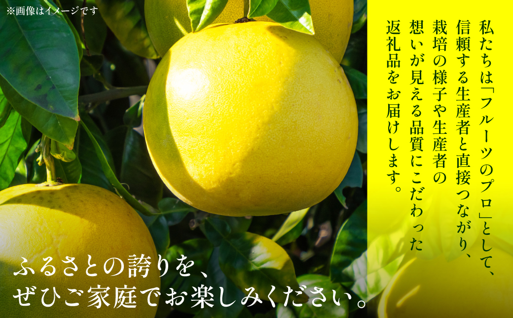 【先行予約】 【訳あり】 晩白柚 5～7玉 約8kg ばんぺいゆ 果物 果実 くだもの フルーツ 柑橘 柑橘類 熊本県 八代市 【2027年1月上旬より順次発送】