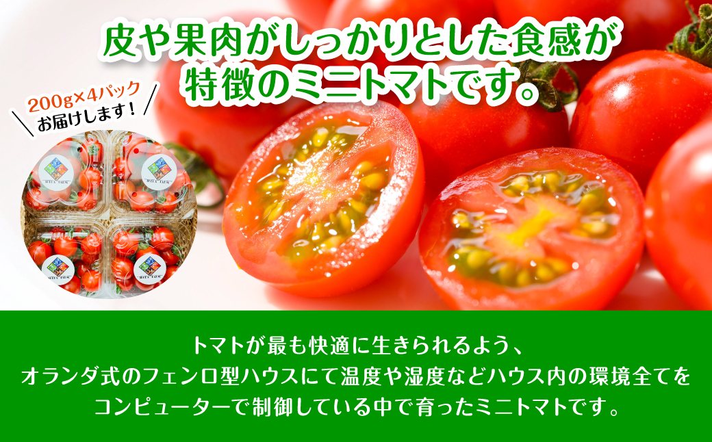 【先行予約】 嫁がうまいと言う日まで 800g トマト ミニトマト とまと 野菜 やさい サラダ 新鮮 リコピン 特産品 熊本県 八代市 【2026年12月上旬より順次発送】