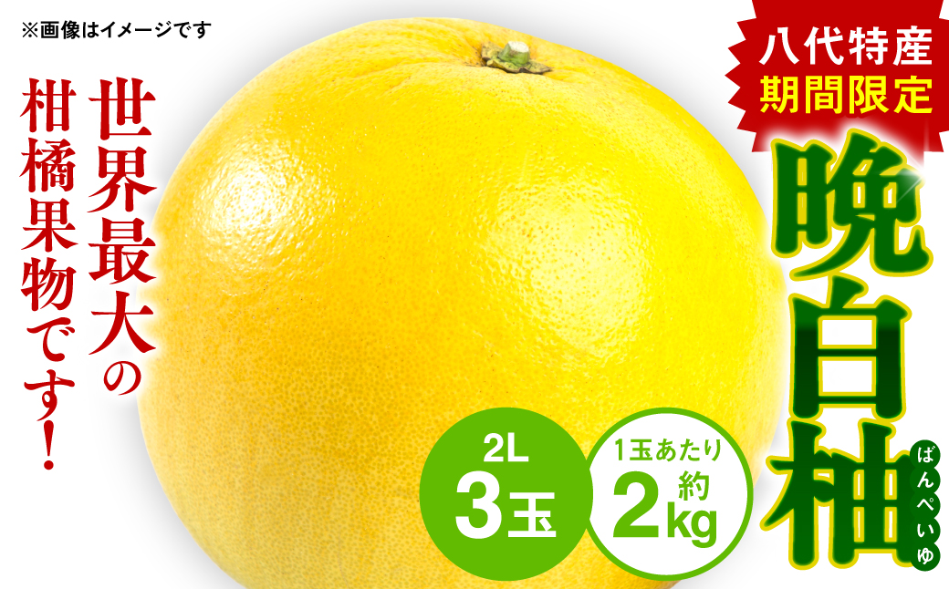 【先行予約】熊本県八代市産 晩白柚 （ばんぺいゆ） 2Lサイズ(約2kg)×3玉 柑橘 みかん 果物 くだもの フルーツ デザート おやつ 特産 熊本県 八代市 【2026年12月上旬より順次発送】