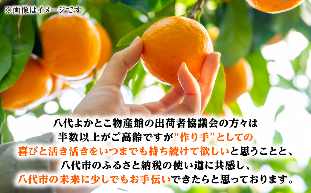 【先行予約】【訳あり】熊本県八代市産 ご家庭用みかん 約5kg 家庭用 蜜柑 ミカン 柑橘 くだもの 果物 デザート おやつ 熊本県 八代市 【2026年9月下旬より順次発送】