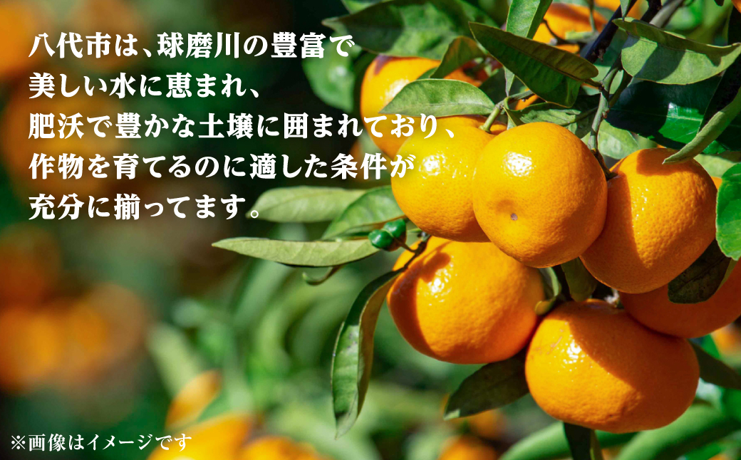 【先行予約】【訳あり】熊本県八代市産 ご家庭用みかん 約5kg 家庭用 蜜柑 ミカン 柑橘 くだもの 果物 デザート おやつ 熊本県 八代市 【2026年9月下旬より順次発送】