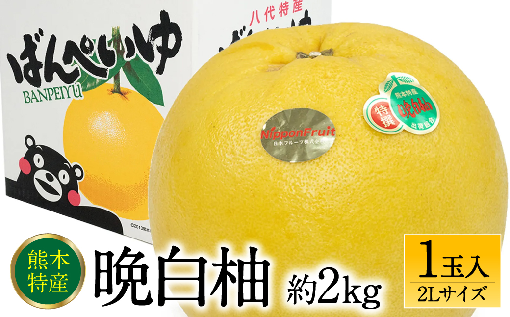 【先行予約】 晩白柚 ばんぺいゆ 2Lサイズ 1玉 約2kg 果物 果実 くだもの フルーツ 柑橘 柑橘類 熊本県 八代市 【2026年12月上旬より順次発送】