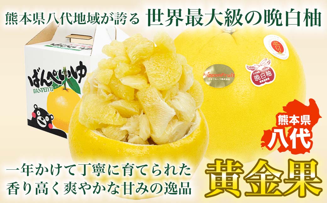 【先行予約】 晩白柚 ばんぺいゆ 2Lサイズ 5玉 約10kg 果物 果実 くだもの フルーツ 柑橘 柑橘類 熊本県 八代市 【2026年12月上旬より順次発送】