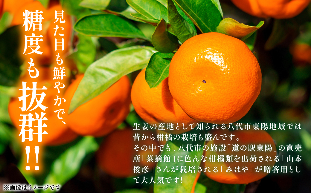 【先行予約】 八代市東陽産 山本さん家の「 みはや 」 5kg みかん 柑橘 フルーツ 果物 果実 ミカン 蜜柑 熊本県 八代市 【2026年12月上旬より順次発送】