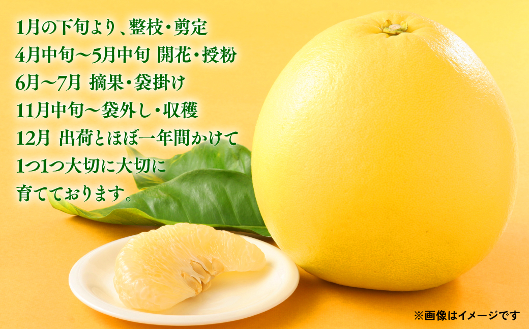 【先行予約】熊本県八代市産 晩白柚 （ばんぺいゆ） 2Lサイズ(約2kg)×1玉 柑橘 みかん 果物 くだもの フルーツ デザート おやつ 特産 熊本県 八代市 【2026年12月上旬より順次発送】