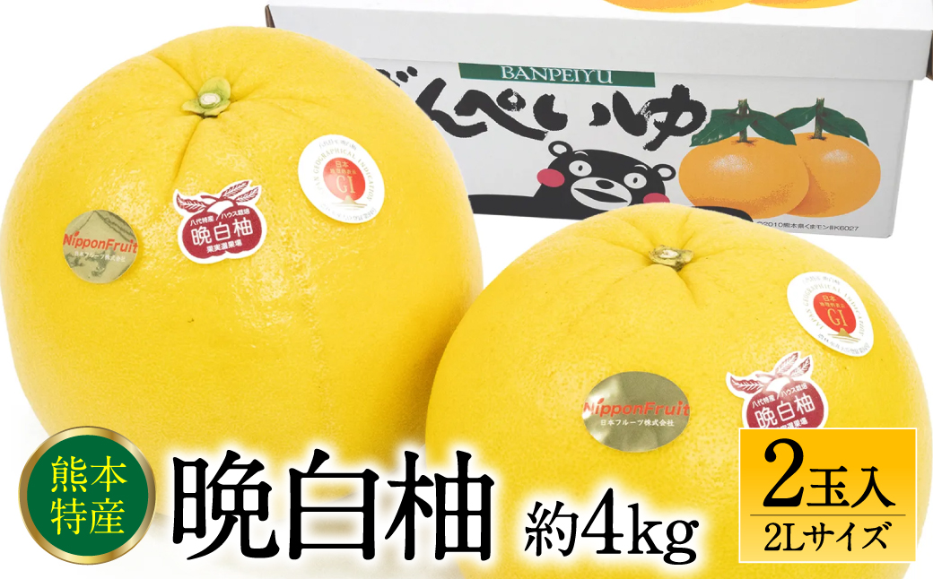 【先行予約】 晩白柚 ばんぺいゆ 2Lサイズ 2玉 約4kg 果物 果実 くだもの フルーツ 柑橘 柑橘類 熊本県 八代市 【2026年12月上旬より順次発送】