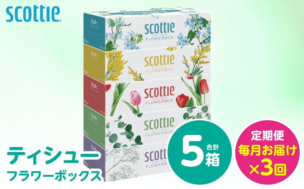 【定期便3回】【毎月お届け】【スコッティ】 ティシュー フラワーボックス 250組 5箱 計15箱 ティッシュ 日用品 生活必需品 消耗品 紙 備蓄 防災備蓄 ストック デザインボックス 新生活 防災 生活用品 日用消耗品 箱ティッシュ 熊本県 八代市