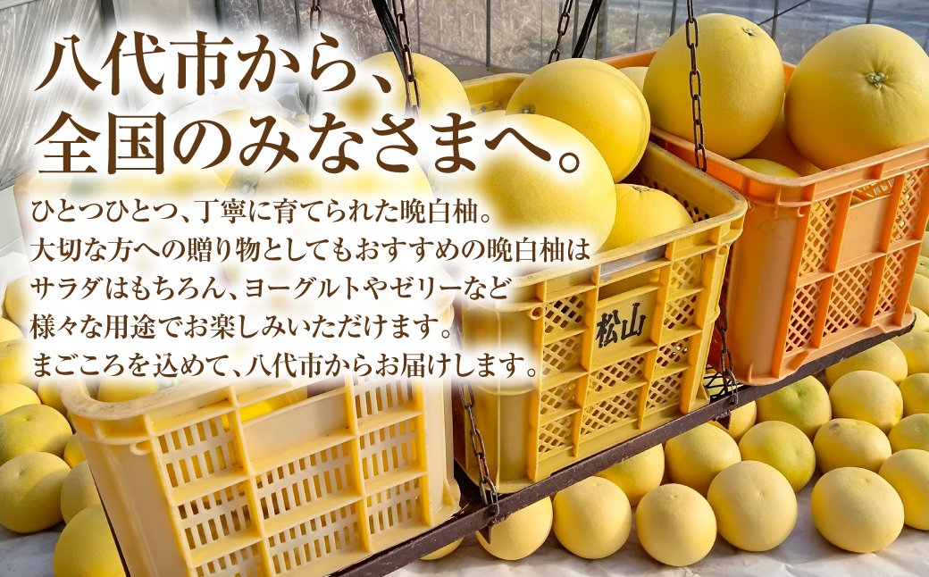 【先行予約】ハウス晩白柚 秀品2Lサイズ 2玉入り ばんぺいゆ 柑橘 果物 果実 くだもの フルーツ 特産品 熊本県 八代市 【2026年12月中旬より順次発送】
