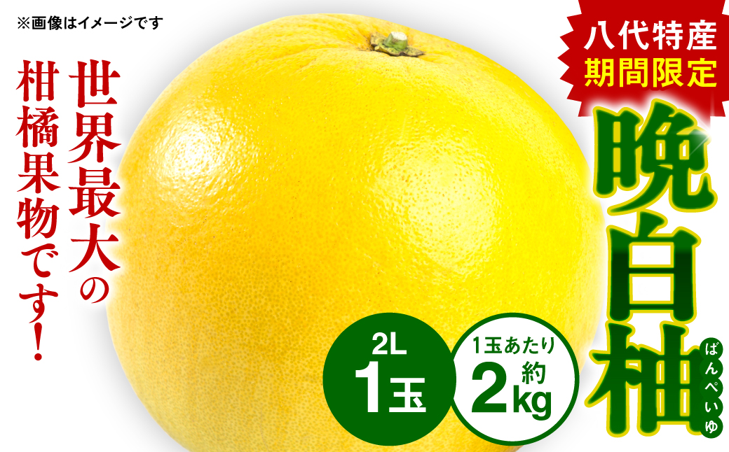 【先行予約】熊本県八代市産 晩白柚 （ばんぺいゆ） 2Lサイズ(約2kg)×1玉 柑橘 みかん 果物 くだもの フルーツ デザート おやつ 特産 熊本県 八代市 【2026年12月上旬より順次発送】