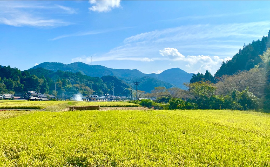 【先行予約】 《令和8年産》 【定期便3回】 鶴喰米 精米 5kg×1袋 くまさんの輝き 米 お米 白米 ご飯 おにぎり 熊本県 八代市 【2026年11月上旬より順次発送】