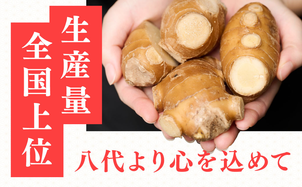 八代生姜80g×5パック 合計400g しょうが ショウガ ガリ ジンジャー 野菜 食品 薬味 生姜焼き しょうが焼き 温活 冷え性 対策 熊本県 八代市 東陽町 産地直送 国産