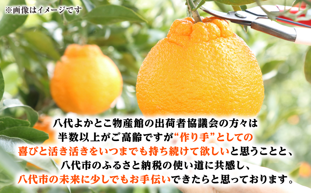 【先行予約】 不知火 約3kg しらぬい 柑橘 果物 くだもの フルーツ おやつ デザート ハウス栽培 熊本県 八代市 【2027年1月中旬より順次発送】