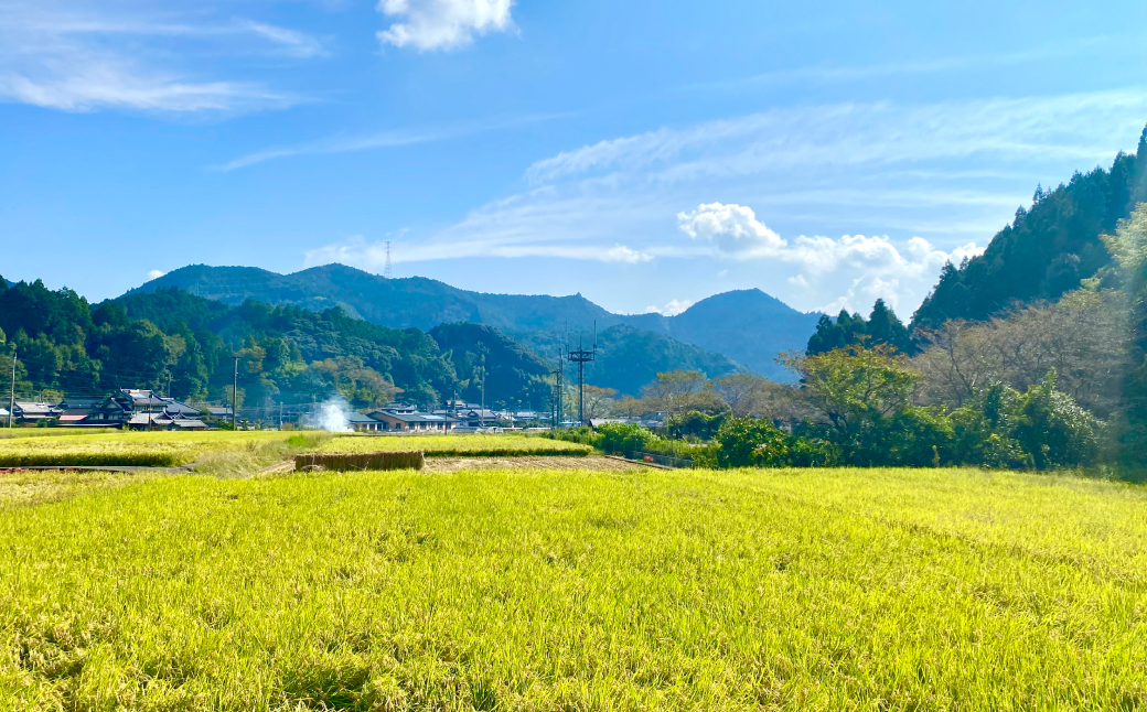 【先行予約】 《令和8年産》 鶴喰米 精米 300g (2合) ×1袋 くまさんの輝き 米 お米 白米 ご飯 おにぎり 食べきりサイズ ポスト投函 熊本県 八代市 【2026年10月中旬より順次発送】