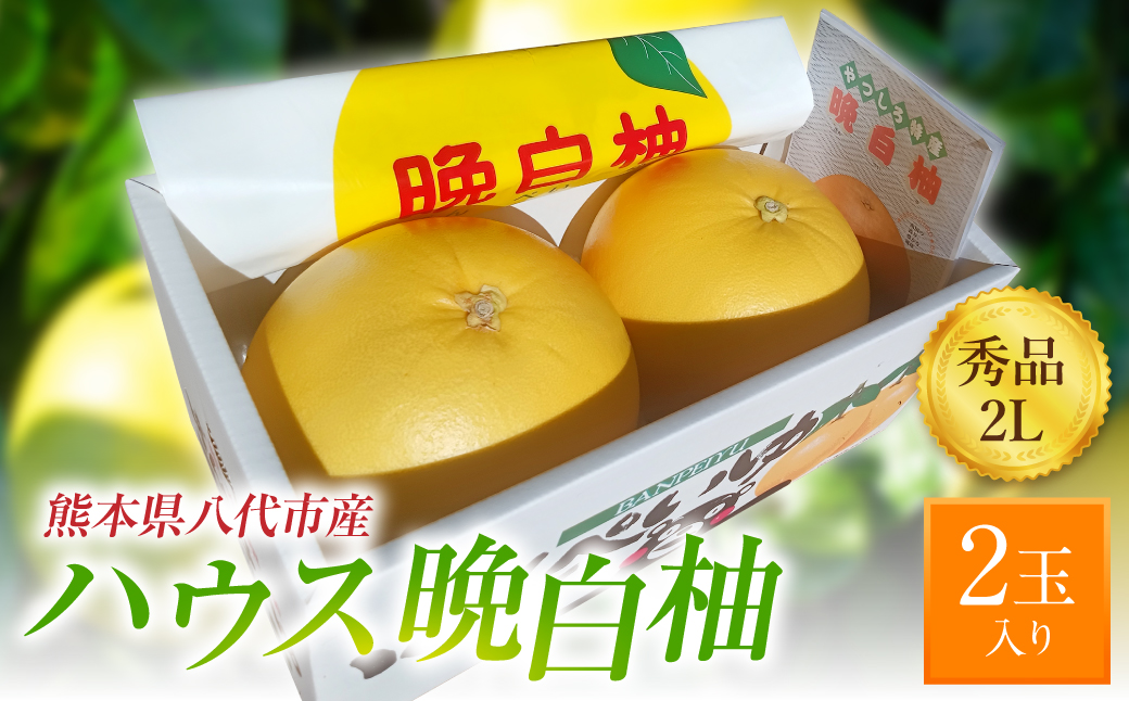【先行予約】ハウス晩白柚 秀品2Lサイズ 2玉入り ばんぺいゆ 柑橘 果物 果実 くだもの フルーツ 特産品 熊本県 八代市 【2026年12月中旬より順次発送】
