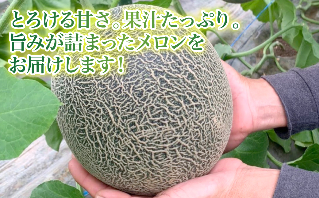 【先行予約】熊本県 八代市産 肥後グリーン 約4kg （2玉入） メロン 果物 くだもの フルーツ 青肉 デザート 贈り物 熊本県 八代市 【2027年5月中旬より順次発送】