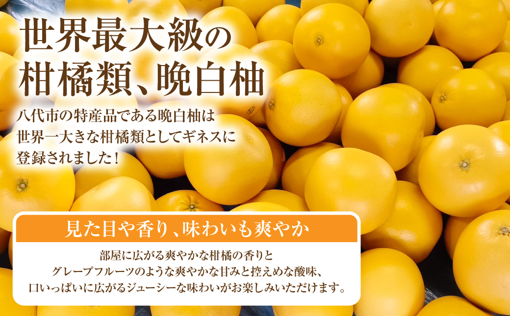 【先行予約】ハウス晩白柚 秀品2Lサイズ 2玉入り ばんぺいゆ 柑橘 果物 果実 くだもの フルーツ 特産品 熊本県 八代市 【2026年12月中旬より順次発送】