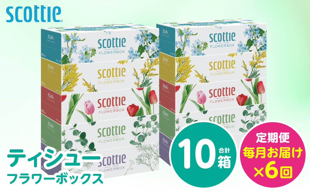 【定期便6回】【毎月お届け】【スコッティ】 ティシュー フラワーボックス 250組 10箱 計60箱 ティッシュ 日用品 生活必需品 消耗品 紙 まとめ買い 備蓄 防災備蓄 ストック デザインボックス 新生活 防災 生活用品 日用消耗品 箱ティッシュ