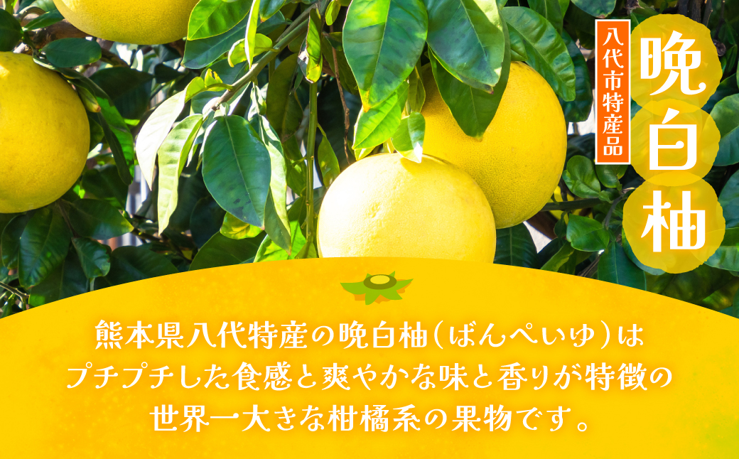 熊本県 八代市産 晩白柚ペースト「マキシト」& 晩白柚ゼリー「マキシトゼリー」『贅沢セット』（合計1280g）ばんぺいゆ 柑橘 手作り ペースト ジャム フルーツソース ジュレ ピューレ 炭酸割り アイス ヨーグルト トースト パンケーキ ゼリー さっぱり
