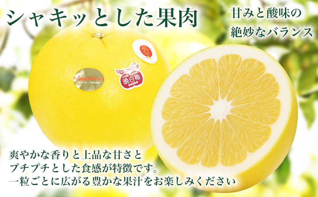 【先行予約】 晩白柚 ばんぺいゆ 3Lサイズ 1玉 約2.5kg 果物 果実 くだもの フルーツ 柑橘 柑橘類 熊本県 八代市 【2026年12月上旬より順次発送】