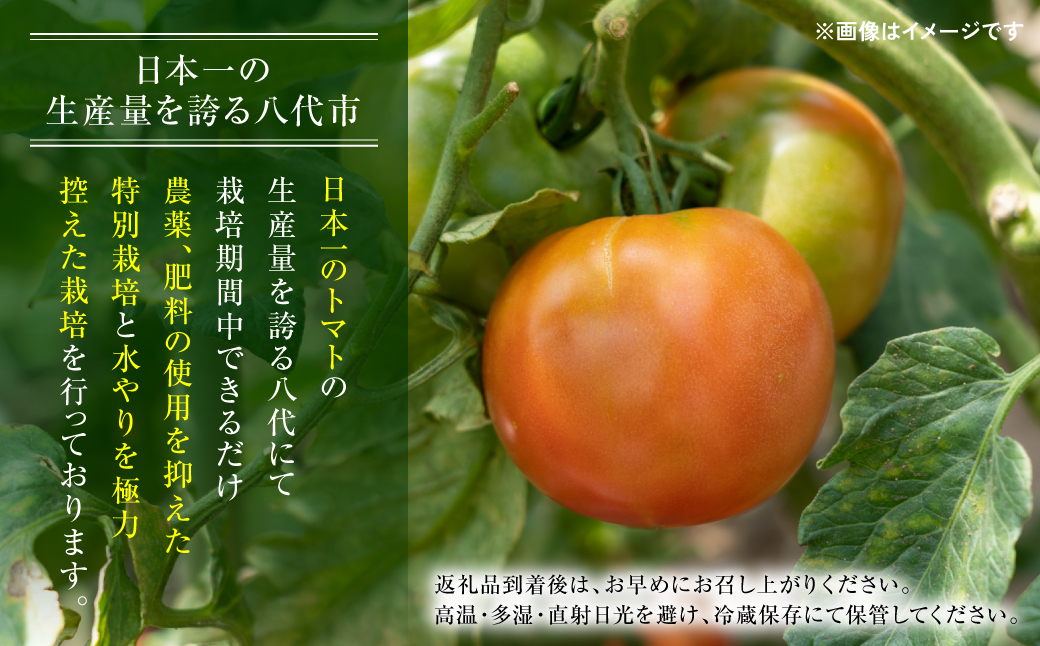 【先行予約】 訳ありトマト 約1.5kg トマト 野菜 やさい 新鮮 とまと 訳あり 特産品 熊本県 八代市 【2027年4月中旬より順次発送】