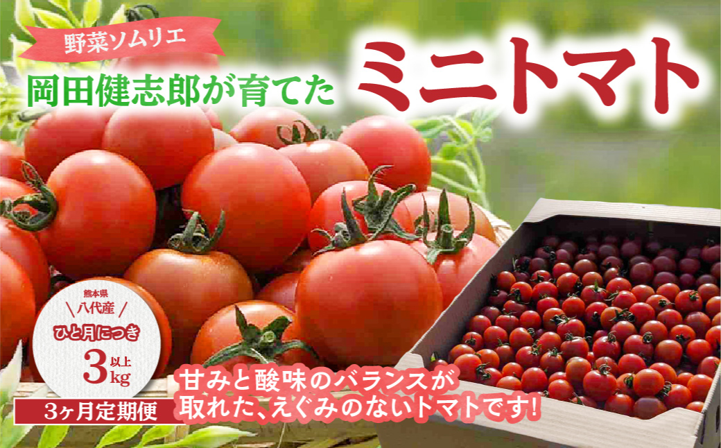 【先行予約】 【定期便3回】 野菜ソムリエ 岡田健志郎が育てた　ミニトマト 3kg以上 トマト とまと 新鮮 サラダ 野菜 やさい 特産品 熊本県 八代市 【2026年12月上旬より順次発送】