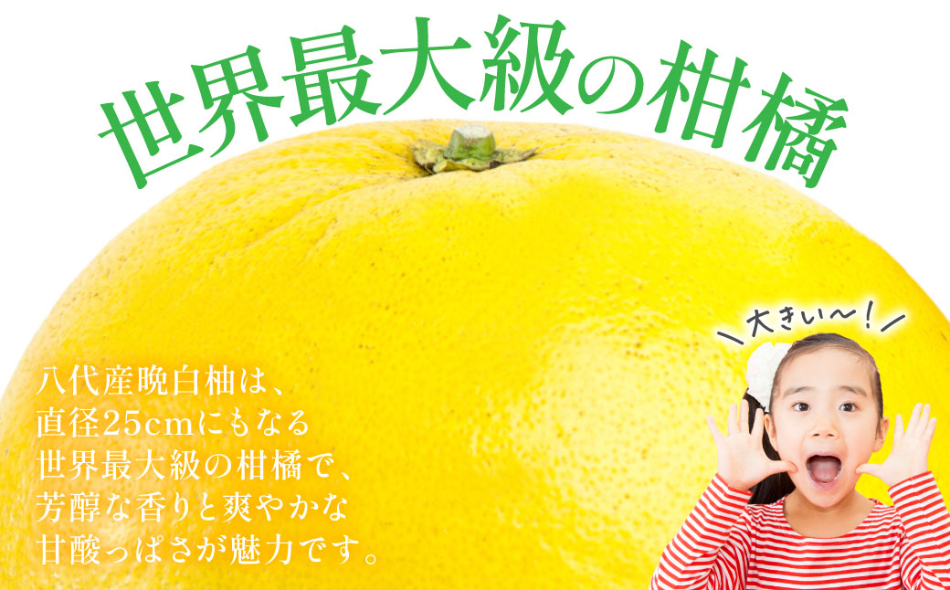 【先行予約】 【訳あり】 晩白柚 5～7玉 約8kg ばんぺいゆ 果物 果実 くだもの フルーツ 柑橘 柑橘類 熊本県 八代市 【2027年1月上旬より順次発送】