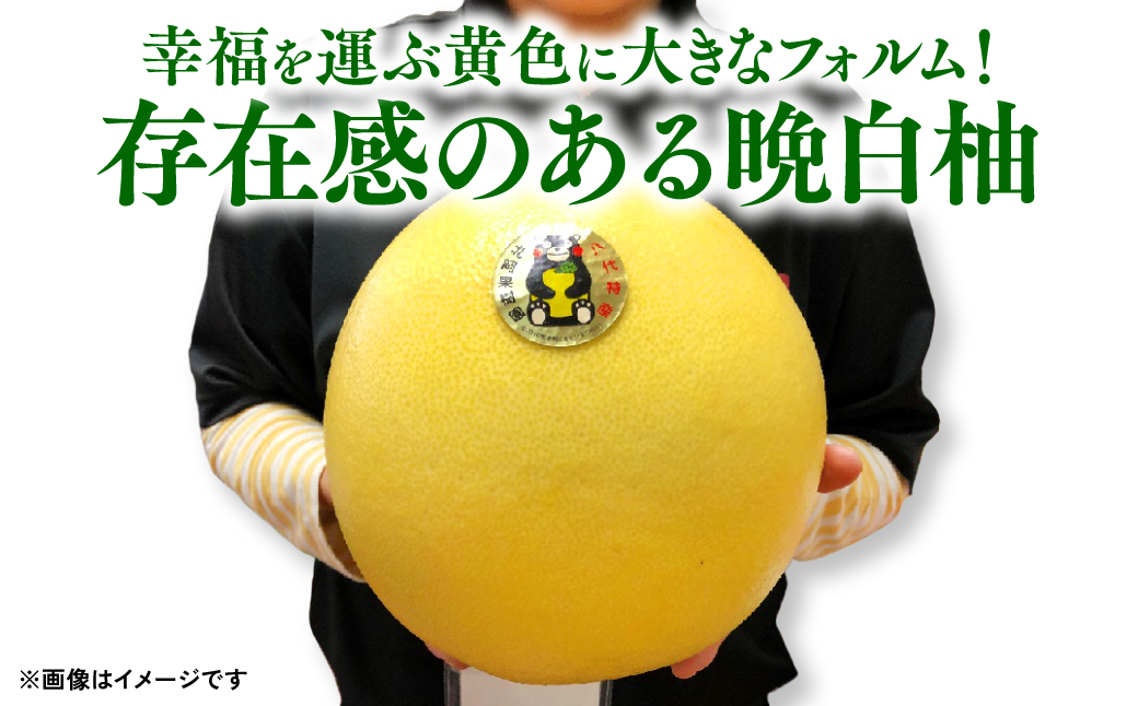 【先行予約】熊本県八代市産 晩白柚 （ばんぺいゆ） 2Lサイズ(約2kg)×3玉 柑橘 みかん 果物 くだもの フルーツ デザート おやつ 特産 熊本県 八代市 【2026年12月上旬より順次発送】