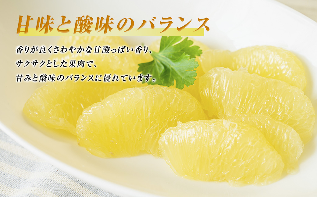 【先行予約】数量限定　八代市特産　晩白柚　Lサイズ 2玉 ばんぺいゆ 柑橘 フルーツ 果物 果実 特産品 熊本県 八代市 【2026年12月上旬より順次発送】