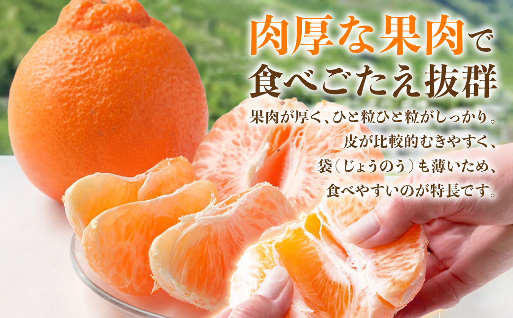 【先行予約】 デコポン 約2kg (5～9玉) でこぽん 不知火 みかん 蜜柑 柑橘 果物 フルーツ 旬 熊本県 八代市【2026年12月上旬より順次発送】