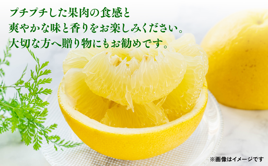 【先行予約】熊本県八代市産 晩白柚 （ばんぺいゆ） 2Lサイズ(約2kg)×1玉 柑橘 みかん 果物 くだもの フルーツ デザート おやつ 特産 熊本県 八代市 【2026年12月上旬より順次発送】