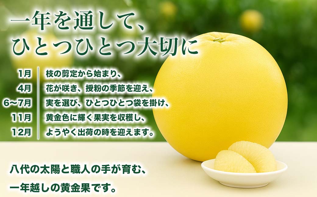 【先行予約】 晩白柚 ばんぺいゆ 2Lサイズ 2玉 約4kg 果物 果実 くだもの フルーツ 柑橘 柑橘類 熊本県 八代市 【2026年12月上旬より順次発送】