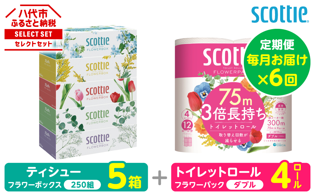 【定期便6回】【毎月お届け】【スコッティ】 組み合わせ ティシュー フラワーボックス 250組 5箱 計30箱 トイレットロール ダブル フラワーパック 3倍長持ち 4ロール 計24ロール ティッシュ トイレットペーパー 日用品 防災備蓄 ストック 備蓄 新生活 防災 消耗品 生活用品 日用消耗品 箱ティッシュ 熊本県 八代市