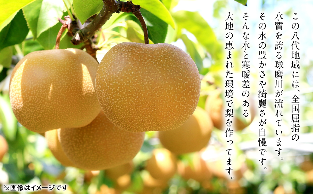 【先行予約】 新高梨 約5kg (5～20玉)  梨 なし ナシ フルーツ くだもの 果物 旬 熊本県 八代市 【2026年9月中旬より順次発送】