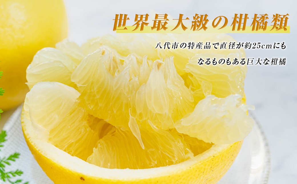 【先行予約】数量限定　八代市特産　晩白柚　Lサイズ 2玉 ばんぺいゆ 柑橘 フルーツ 果物 果実 特産品 熊本県 八代市 【2026年12月上旬より順次発送】