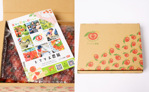 【先行予約】 野菜ソムリエ 岡田健志郎が育てた ミニトマト 3kg以上 トマト とまと 新鮮 サラダ 野菜 やさい 特産品 熊本県 八代市 【2026年12月上旬より順次発送】