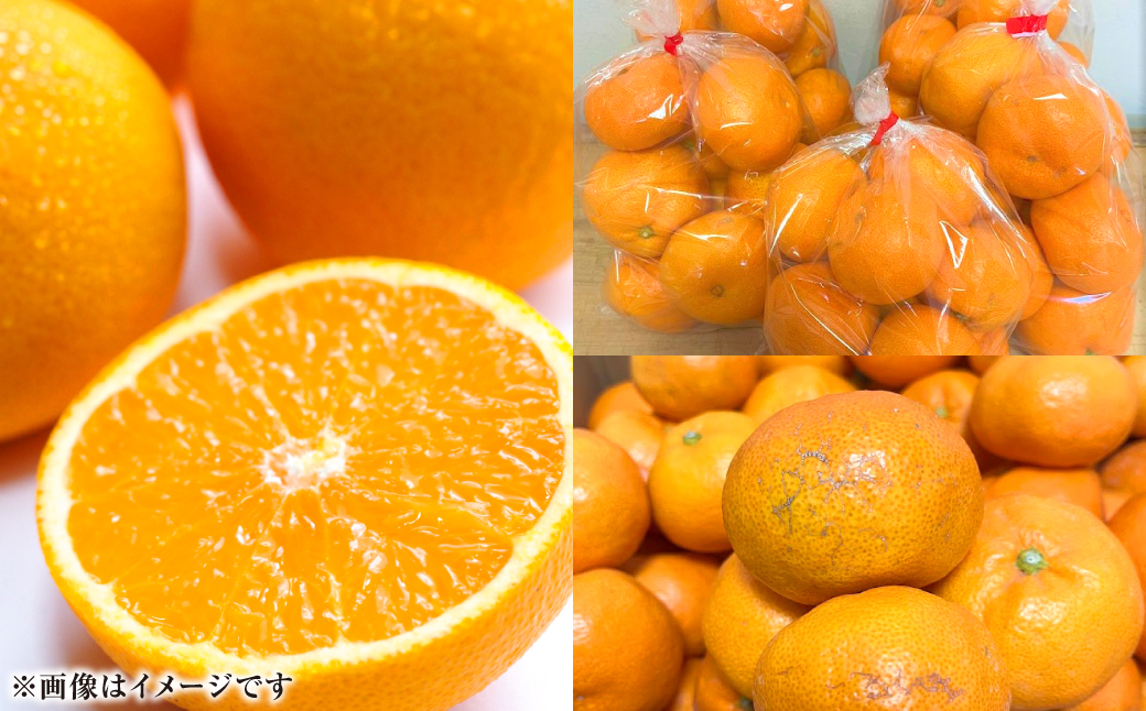 【先行予約】【訳あり】熊本県八代市産 ご家庭用みかん 約5kg 家庭用 蜜柑 ミカン 柑橘 くだもの 果物 デザート おやつ 熊本県 八代市 【2026年9月下旬より順次発送】