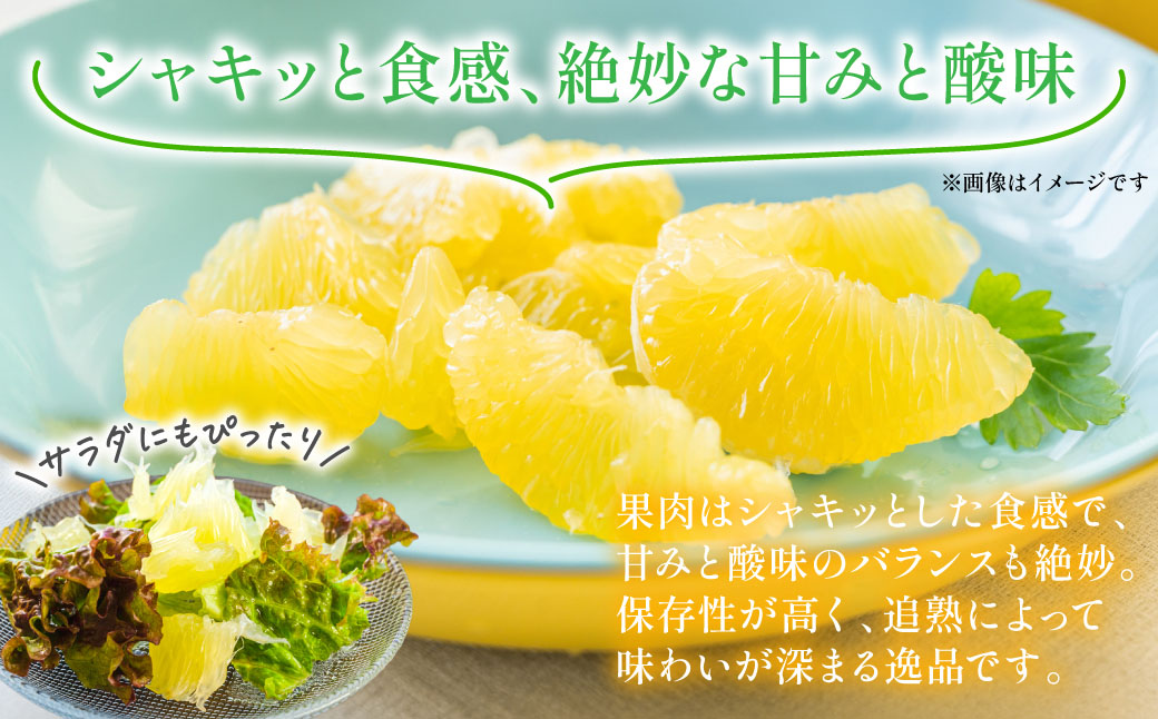 【先行予約】 【訳あり】 晩白柚 5～7玉 約8kg ばんぺいゆ 果物 果実 くだもの フルーツ 柑橘 柑橘類 熊本県 八代市 【2027年1月上旬より順次発送】