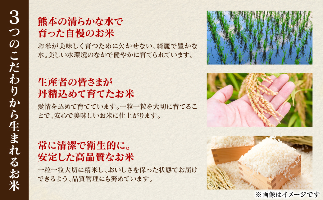 《令和7年産》 くまさんの輝き 5kg×1袋 米 お米 精米 白米 ごはん ご飯 おにぎり お弁当 熊本県 八代市