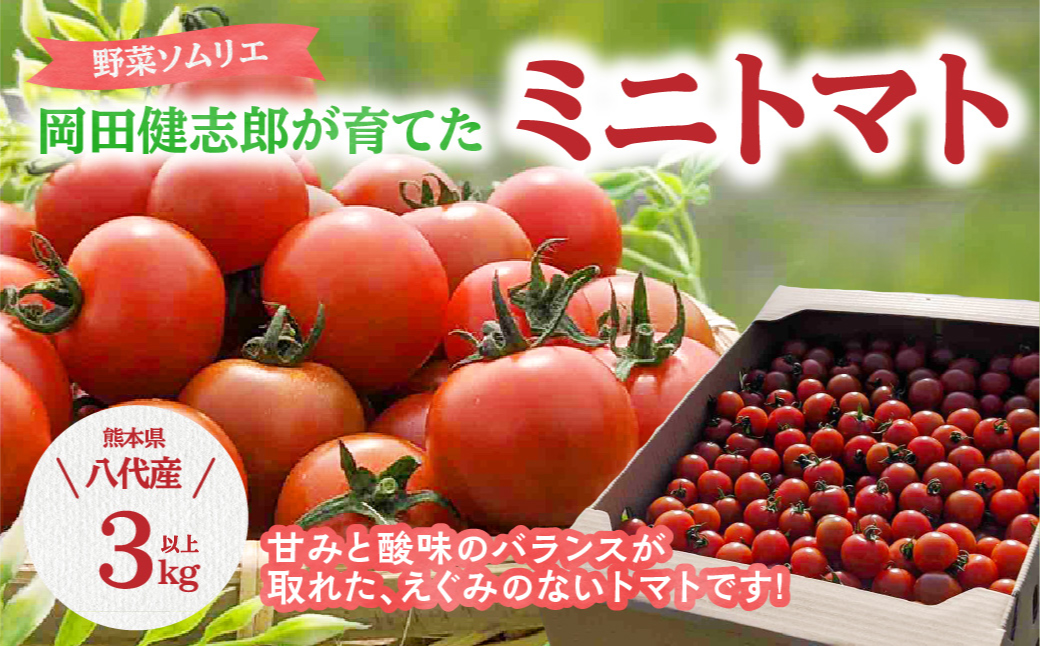 【先行予約】 野菜ソムリエ 岡田健志郎が育てた ミニトマト 3kg以上 トマト とまと 新鮮 サラダ 野菜 やさい 特産品 熊本県 八代市 【2026年12月上旬より順次発送】