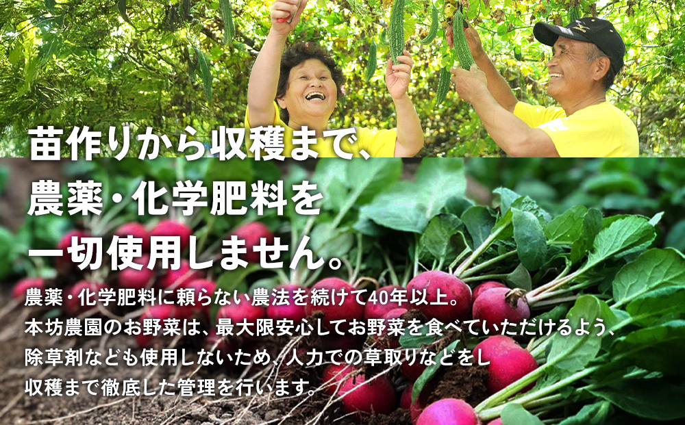 【6回定期便】特別栽培季節のお野菜セット 8品 野菜 無農薬 有機栽培 新鮮 やさい 旬 詰合せ 国産 宮崎県 九州 送料無料