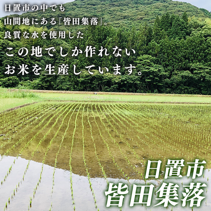 No.1374 鹿児島県産 さつま姫にんにく(20個×2袋・計40個) 国産 九州産 鹿児島 にんにく ひげにんにく ニンニク 調味料 【新川園芸】