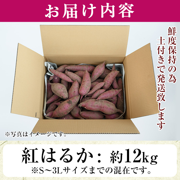 No.560-B ＜訳あり・不揃い＞鹿児島県日置市産さつまいも！熟成紅はるか(約12kg) 国産 九州産 サツマイモ  訳アリ 紅春香 熟成 芋 焼き芋 野菜 スイーツ 常温保存【末永商店】