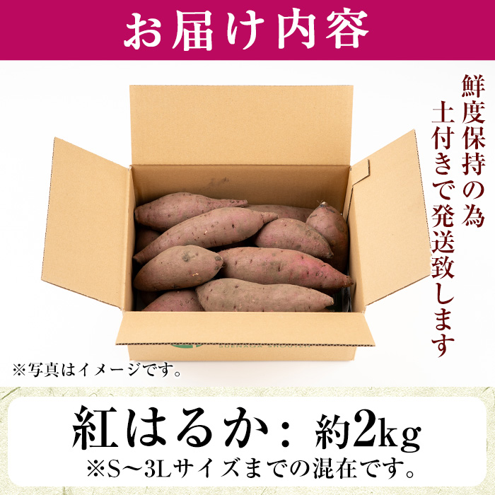 No.560-C ＜訳あり・不揃い＞鹿児島県日置市産さつまいも！熟成紅はるか(約2kg) 国産 九州産 サツマイモ 訳アリ 紅春香 熟成 芋 焼き芋 野菜 スイーツ 常温 常温保存【末永商店】