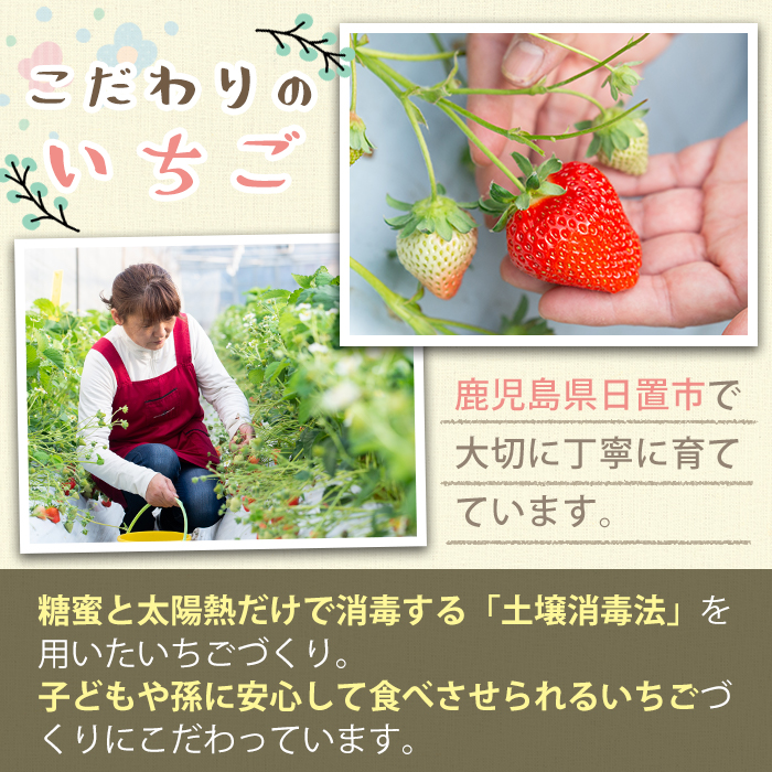 No.881 紅白苺のシュガー(60g×2瓶)とフリーズドライ(10g×1袋) 【ままりあ農園】
