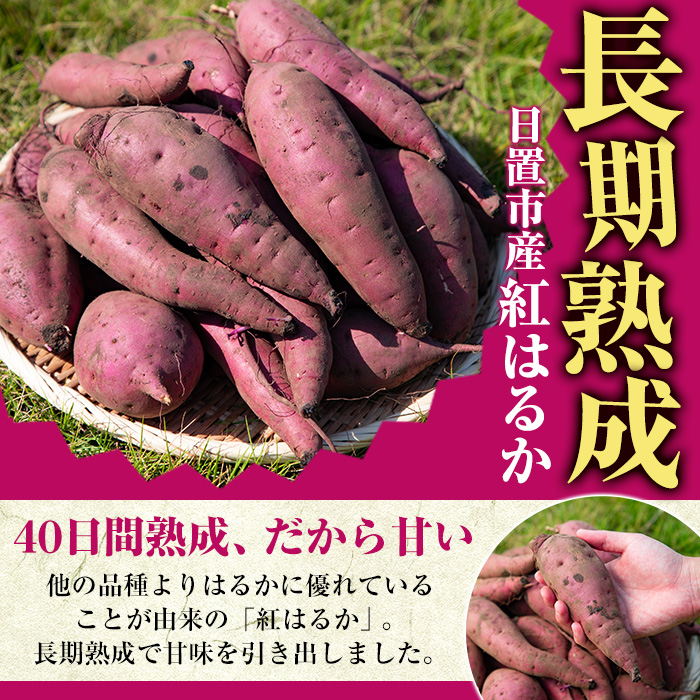 No.560-B ＜訳あり・不揃い＞鹿児島県日置市産さつまいも！熟成紅はるか(約12kg) 国産 九州産 サツマイモ  訳アリ 紅春香 熟成 芋 焼き芋 野菜 スイーツ 常温保存【末永商店】
