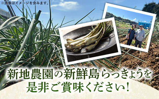 【先行受付】新地農園 沖縄県産 島らっきょう 約1.2kg - 生らっきょう 国産 先行予約 塩漬け 浅漬け 甘酢漬け 漬物 天ぷら チャンプルー 土付き おすすめ 送料無料 八重瀬町
