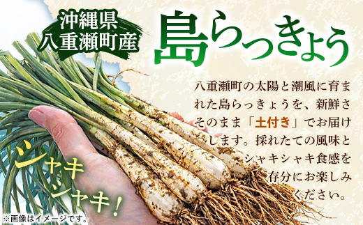 【先行受付】新地農園 沖縄県産 島らっきょう 約1.2kg - 生らっきょう 国産 先行予約 塩漬け 浅漬け 甘酢漬け 漬物 天ぷら チャンプルー 土付き おすすめ 送料無料 八重瀬町