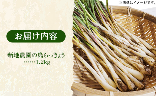 【先行受付】新地農園 沖縄県産 島らっきょう 約1.2kg - 生らっきょう 国産 先行予約 塩漬け 浅漬け 甘酢漬け 漬物 天ぷら チャンプルー 土付き おすすめ 送料無料 八重瀬町