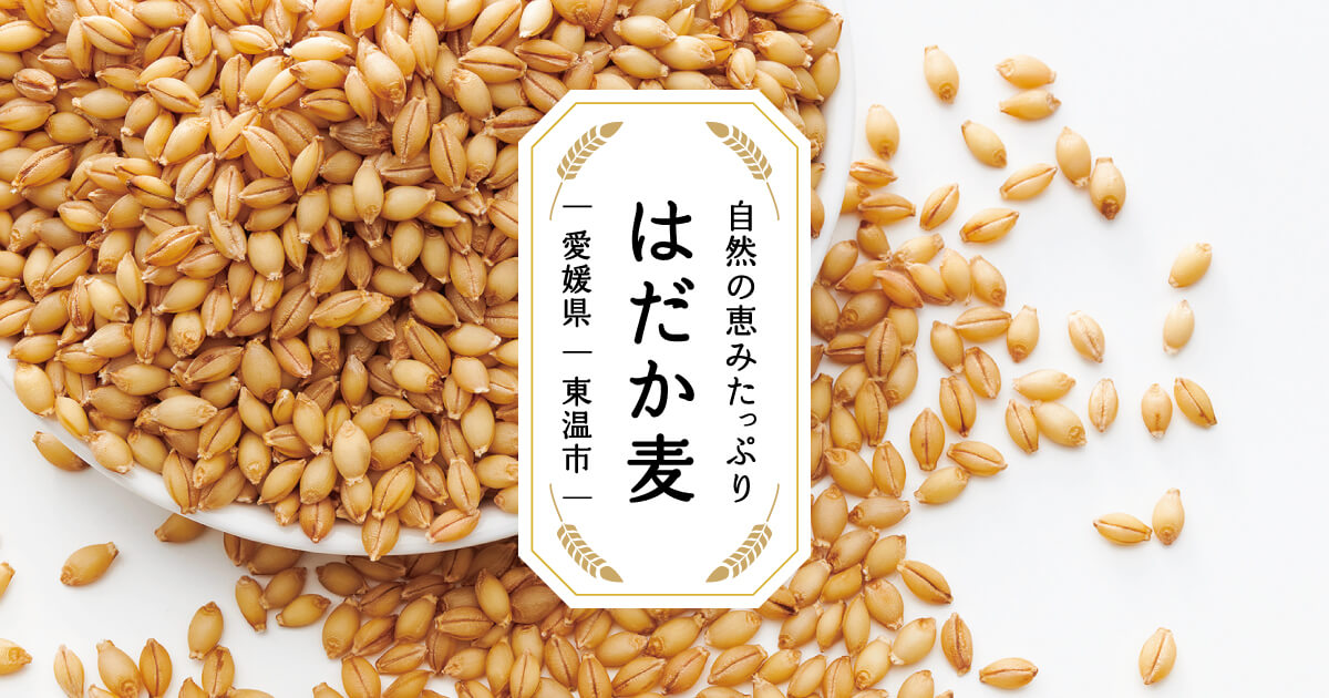 【主食にもおやつにも！】希少なスーパーフード「はだか麦」（愛媛県・東温市）